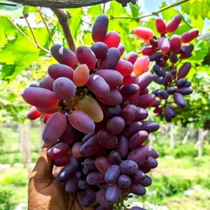 ৩ পিস আঙ্গুর চারা